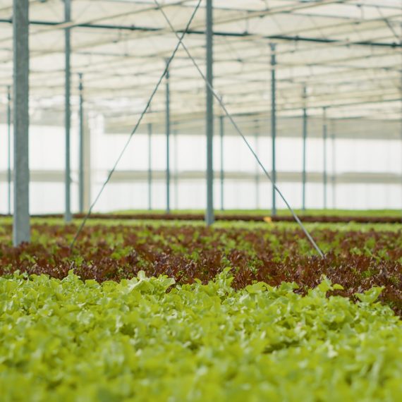 Empty greenhouse with rows of different types of bio lettuce fully grown ready for harvesting and delivery to local stores. Hothouse with no people with vegetable crops being grown with no pesticides. SSUCv3H4sIAAAAAAAAA0VSwW6kMAz9lSpnkGCgFOZc7XHVe7UHk5iZaJIYJaFdhPj3dQLb4WQ/2+85z2xCK3EVr5NE2VR9OU1vsmxbhHJQjSy7vpa1hLrpoRWFUBBRXOumqS5N09YcvHUVf4UYIWgprpvQxiwheoianLhyxaNT6HOISkfyGgxneyFChLgEDGks3JcY0YdI8pF7QdGIz1R5BBuitpjTFVarpaec1JfGT0cXzhR0nO8UKWREgsskGcrITE69HjUytPiR/h6CBuyaI0tpeTRo0cWDBldEexbDk39PAhFv/KjjGacNn1vC2ddfROoFnHp599o92MGwjCcs9uJ/12/2weNP9cMA6+ax6JGJn50/PWL/wyvf0Eneedv35LNByG5+ig4GaIcJStUOHZ9zvJR9W1UctUPTVb2sKhBM8Phmz23anAko3tOdWIoWF/16yBmiGUbDtk9gAhbiDiFwgzoBHpy9ltrdDhbJ1yd7xI5i2idvnY6g1Sl1XP6uGU06m1hmQ6BQneVltJp/hzP1+KXx+9m97/s/p9yhmbcCAAA=